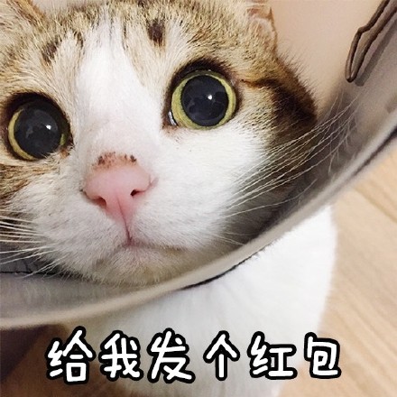 whatsapp最新版：全能聊天神器！