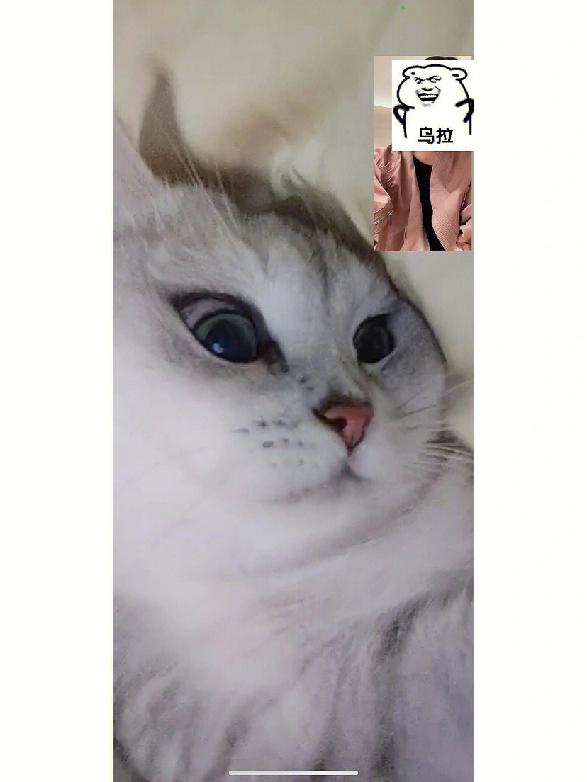 whatsapp是属于什么_属于是是的意思吗