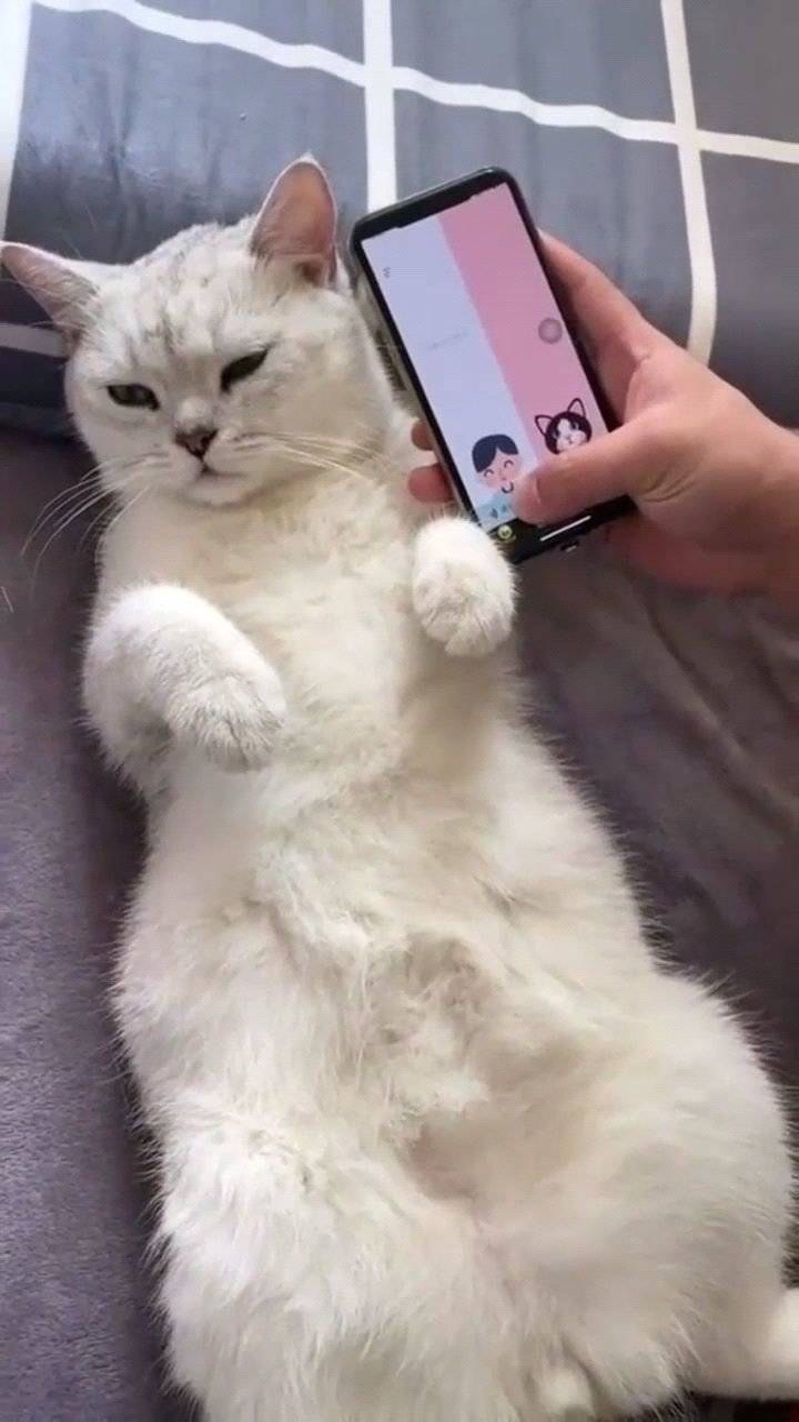 whatsapp是属于什么_属于是是的意思吗
