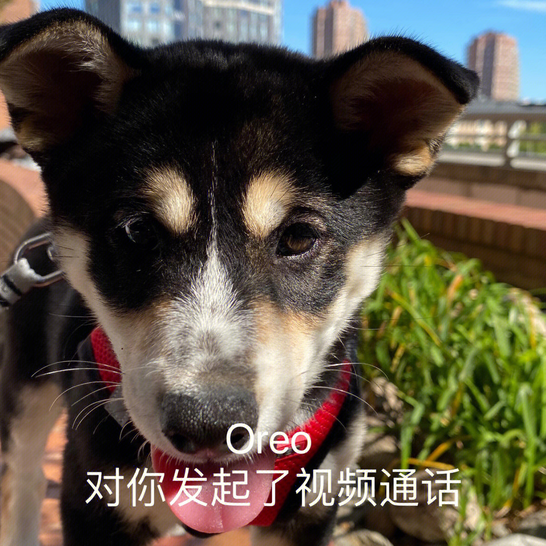 whatsapp官方最新版下载