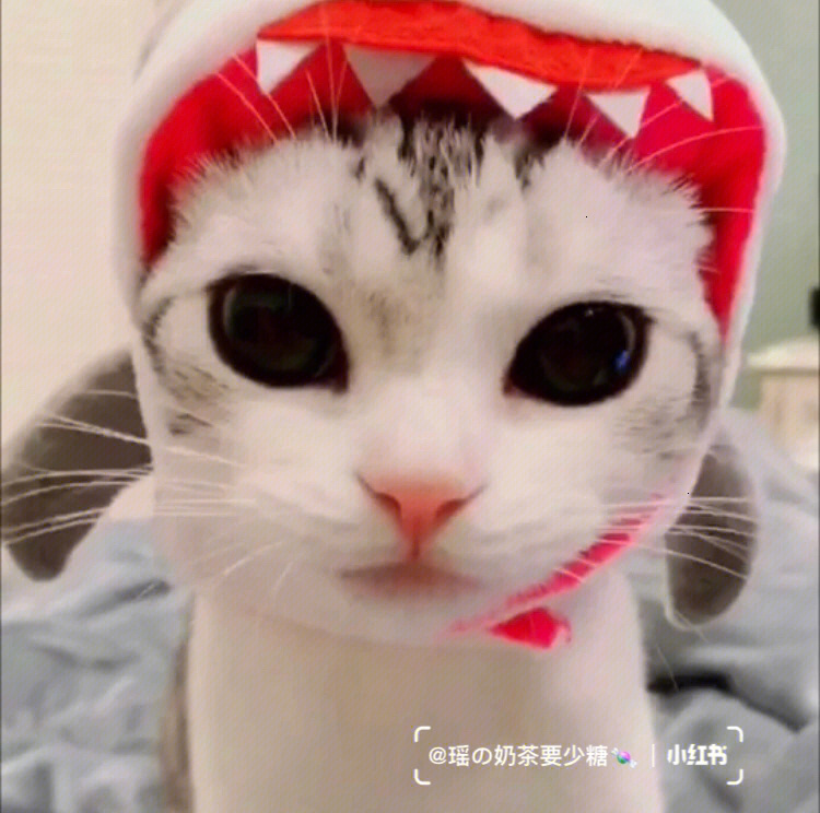 whatsapp怎么使用？_whatsapp是什么_whatsapp怎么能用