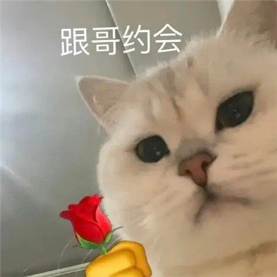 中文版手机SDR软件_whatsapp中文手机版_中文版手机屏幕色彩调节器