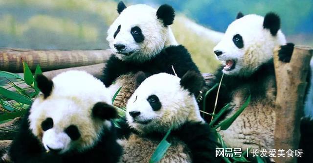 国家是什么概念_whatsapp是那国家_国家是怎么产生的