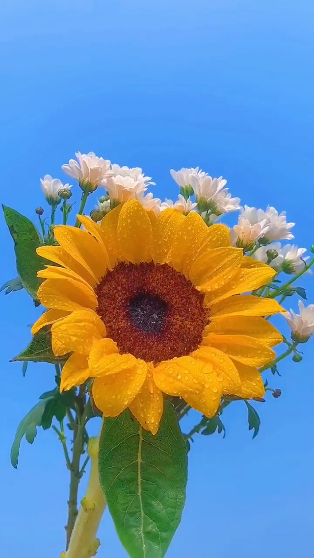 whatsapp聊天壁纸_whatsapp如何聊天_whatsapp聊天背景