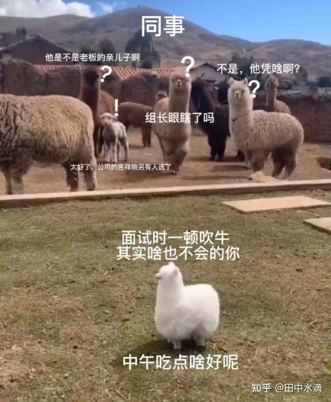 whatsapp如何聊天_whatsapp是什么_whatsapp