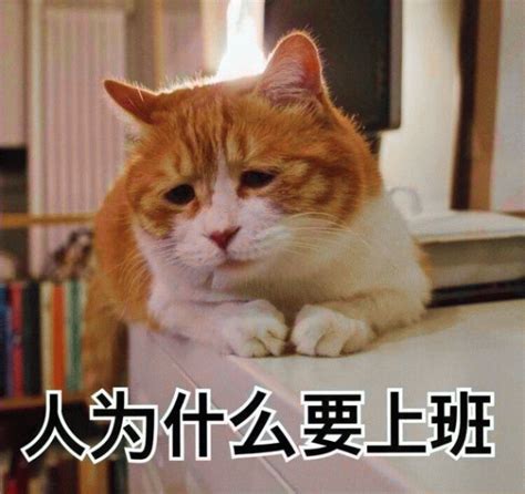 安卓下载whatsapp教程_安卓下载whatsapo_whatsapp下载安卓