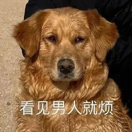 whatsapp安卓版_whatsapp安卓版_安卓版whatsapp下载