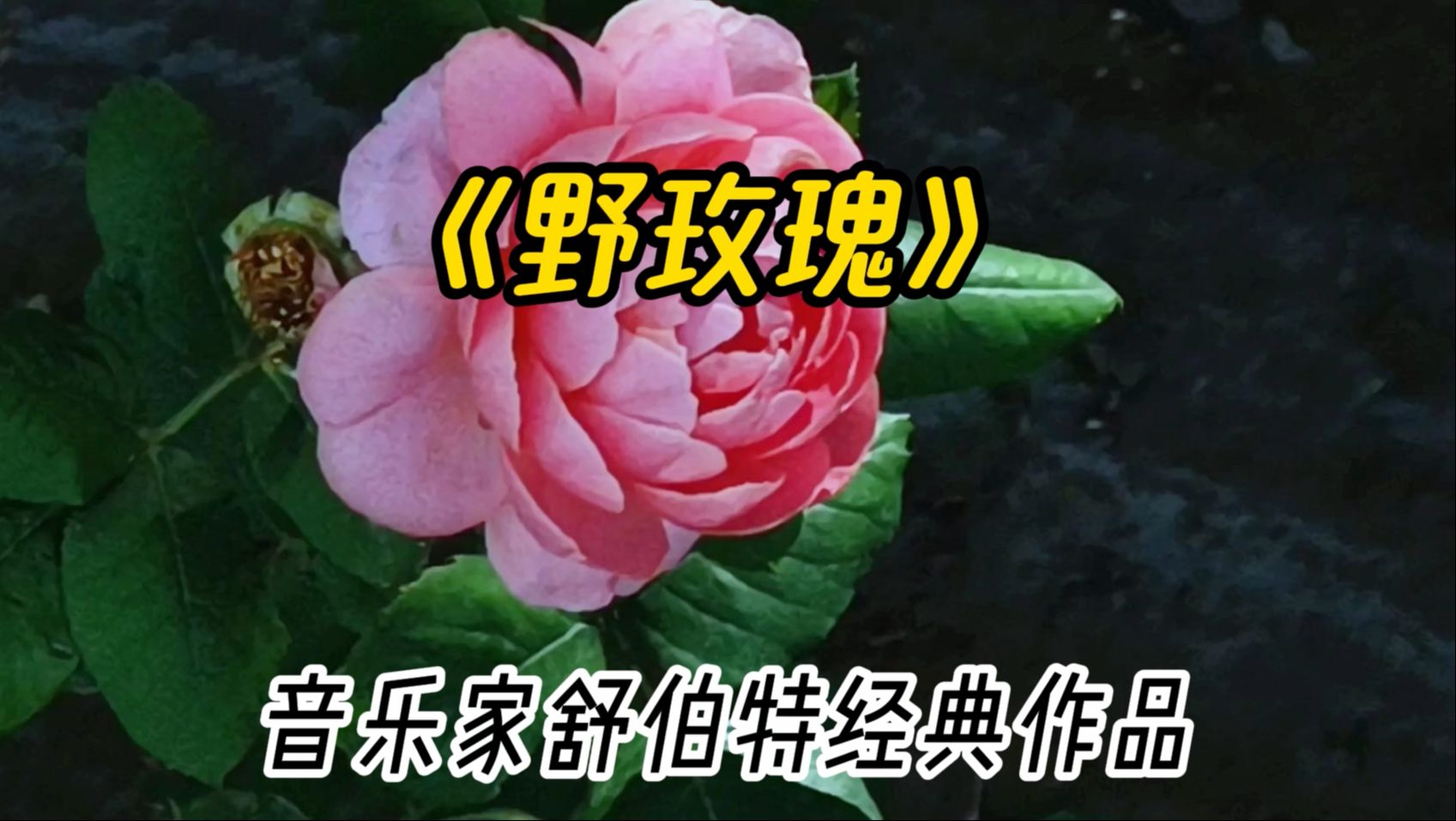 whatsapp官方手机版_官方版手机是什么意思_官方版手机降温神器