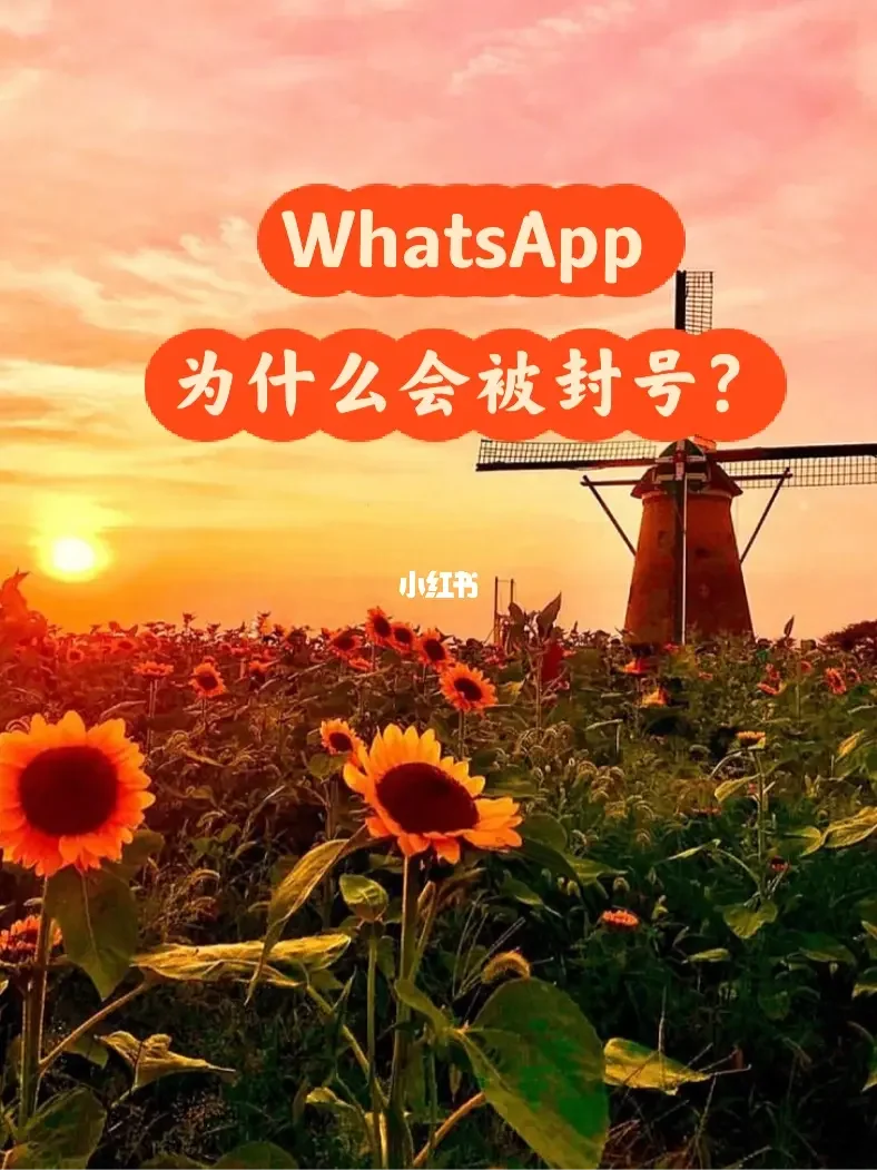 whatsapp最新版_最新版whatsapp下载_whatsapp最新版